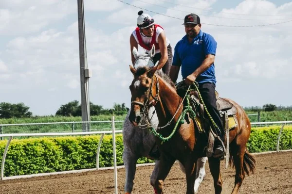 horse and rider training